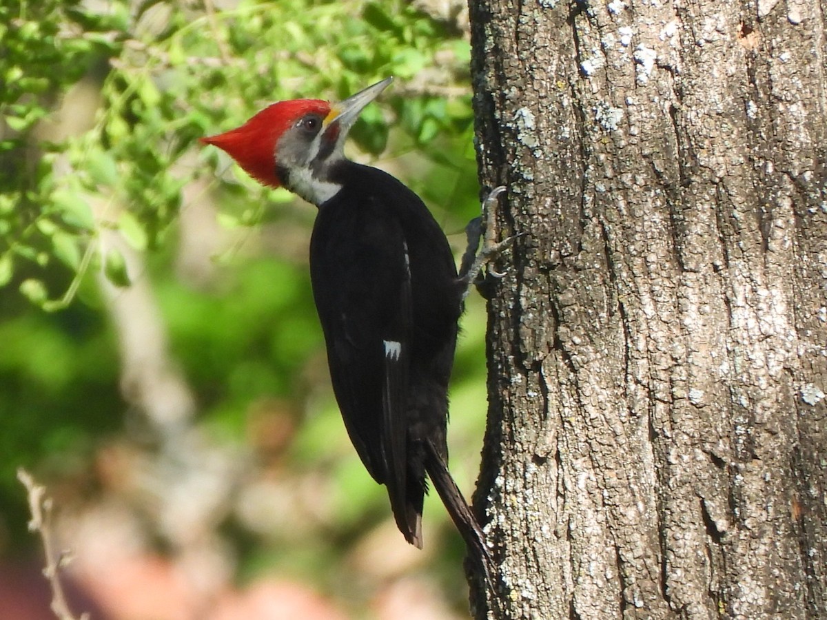 Black-bodied Woodpecker - ML644494975