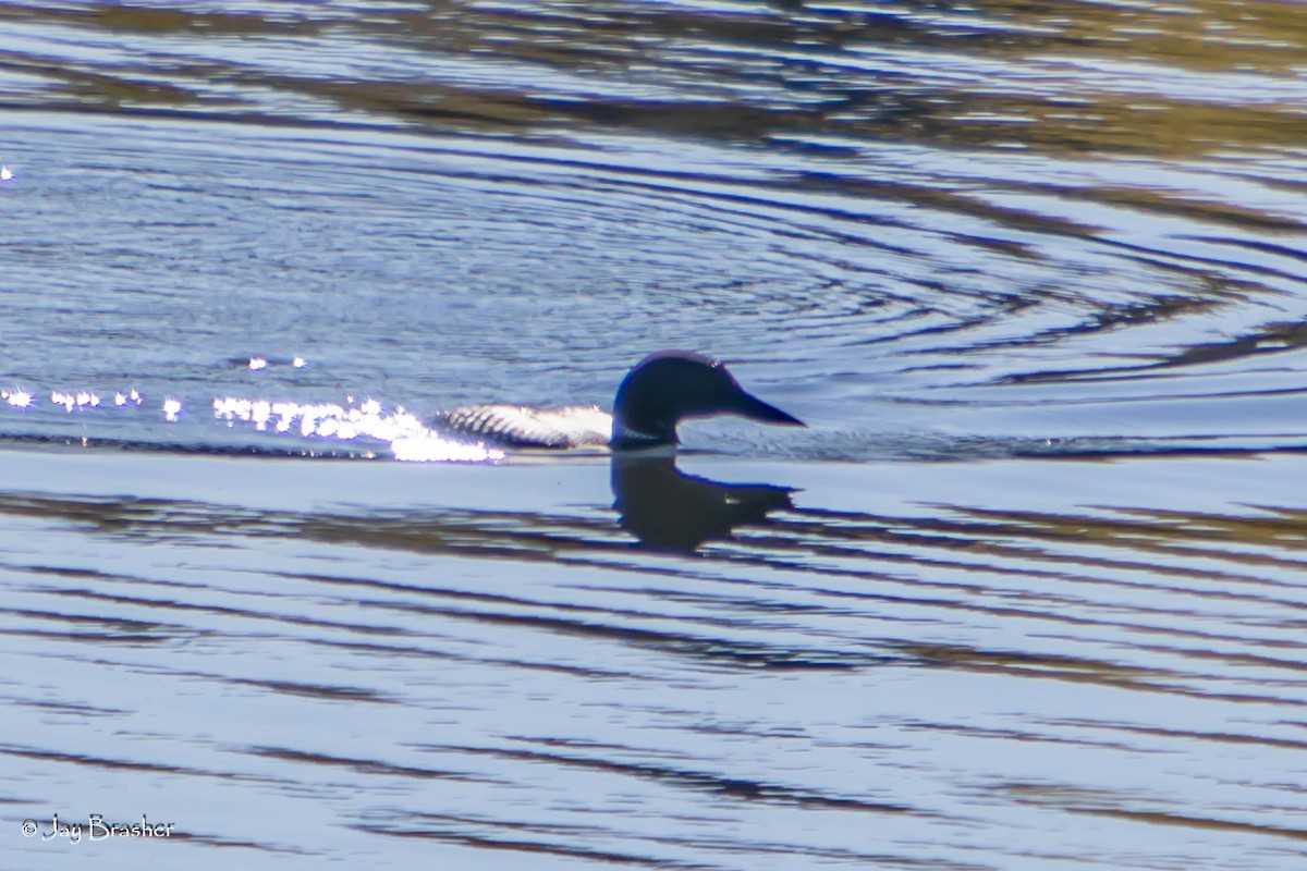 ハシグロアビ - ML644494977