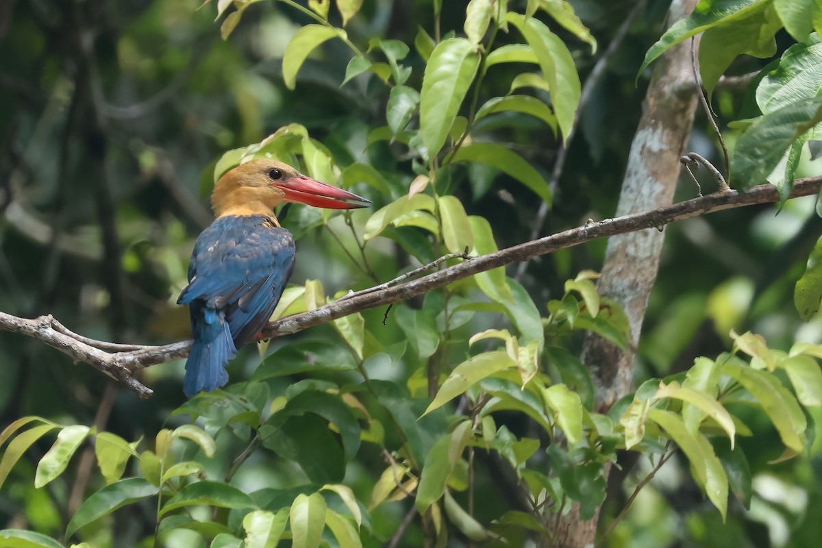 Stork-billed Kingfisher - ML644494978