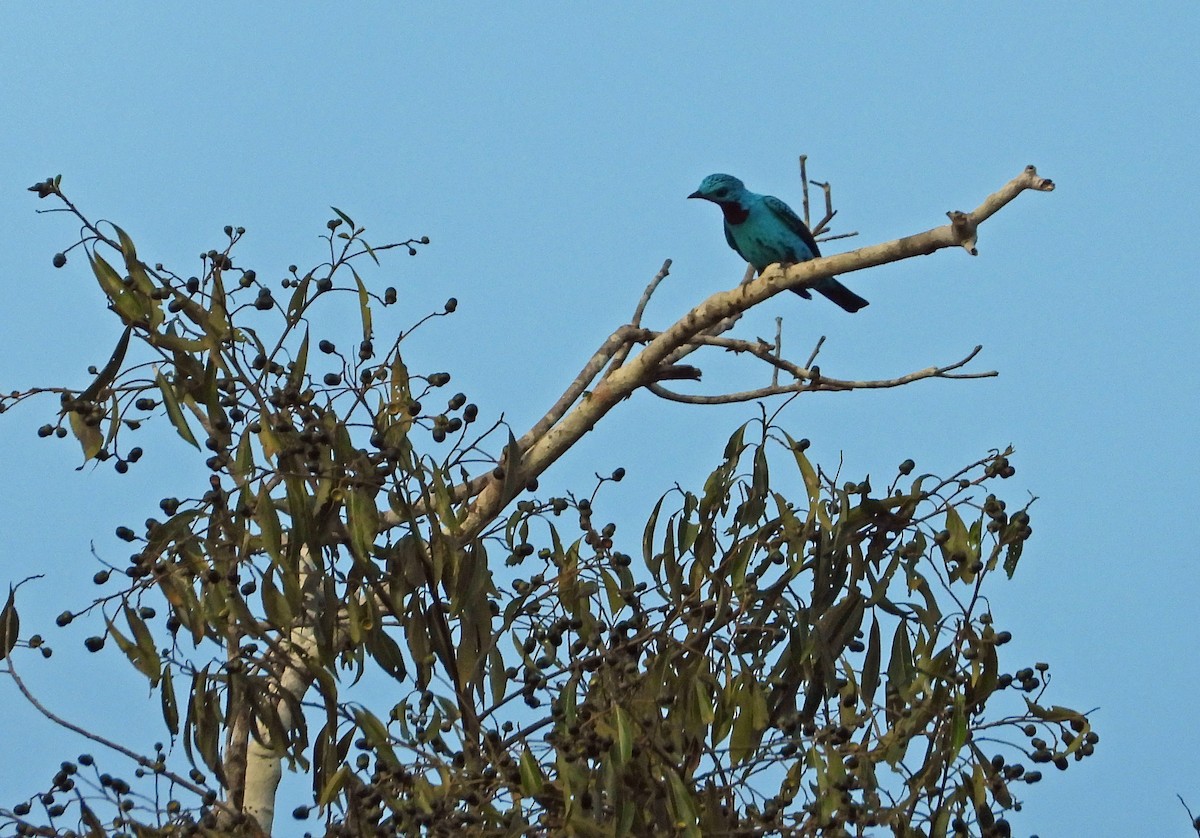 flitterkotinga - ML644494979