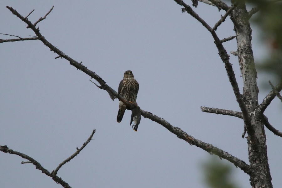 Хайргууна шонхор - ML644494983