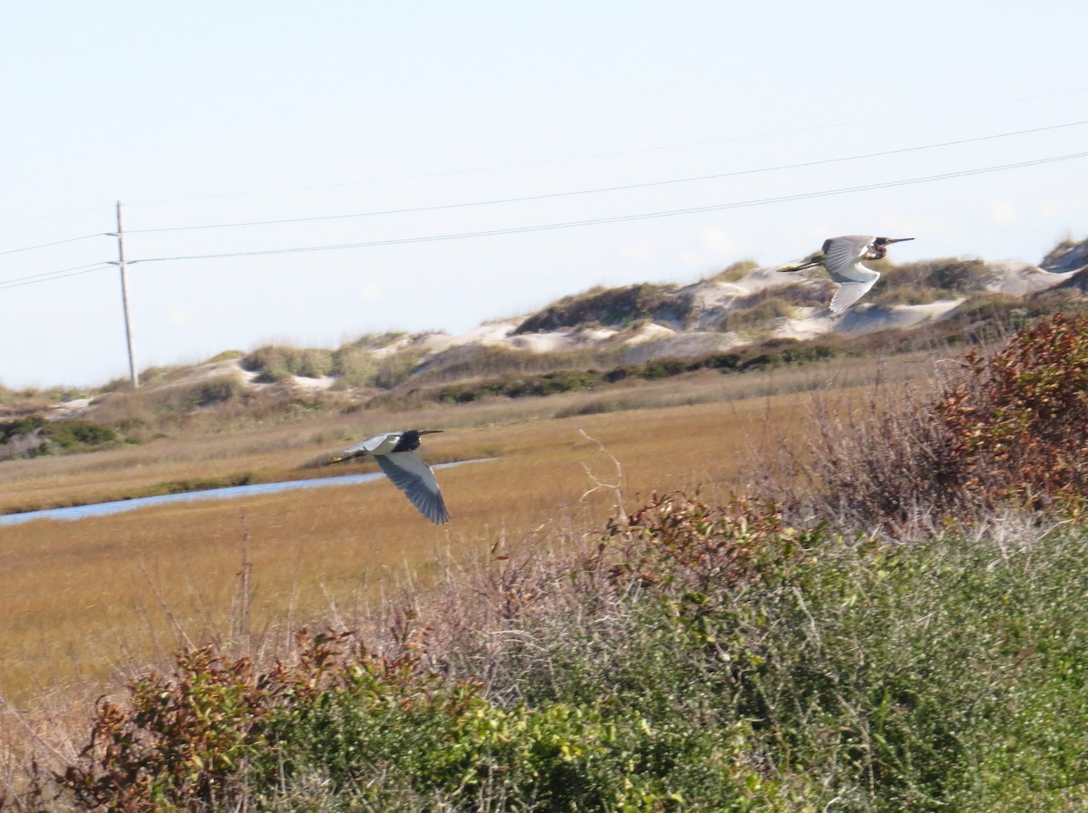 Tricolored Heron - ML644494996
