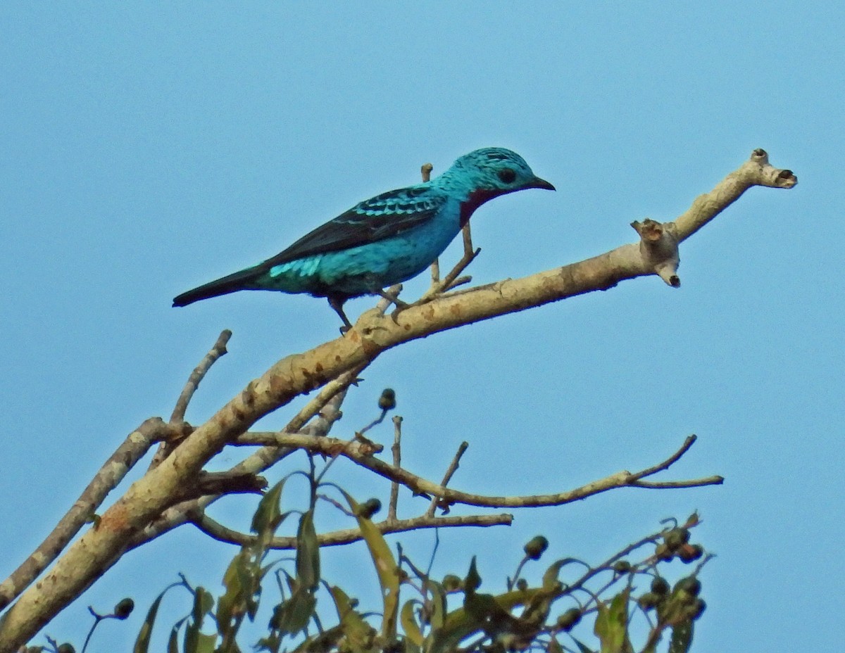 Spangled Cotinga - ML644494997