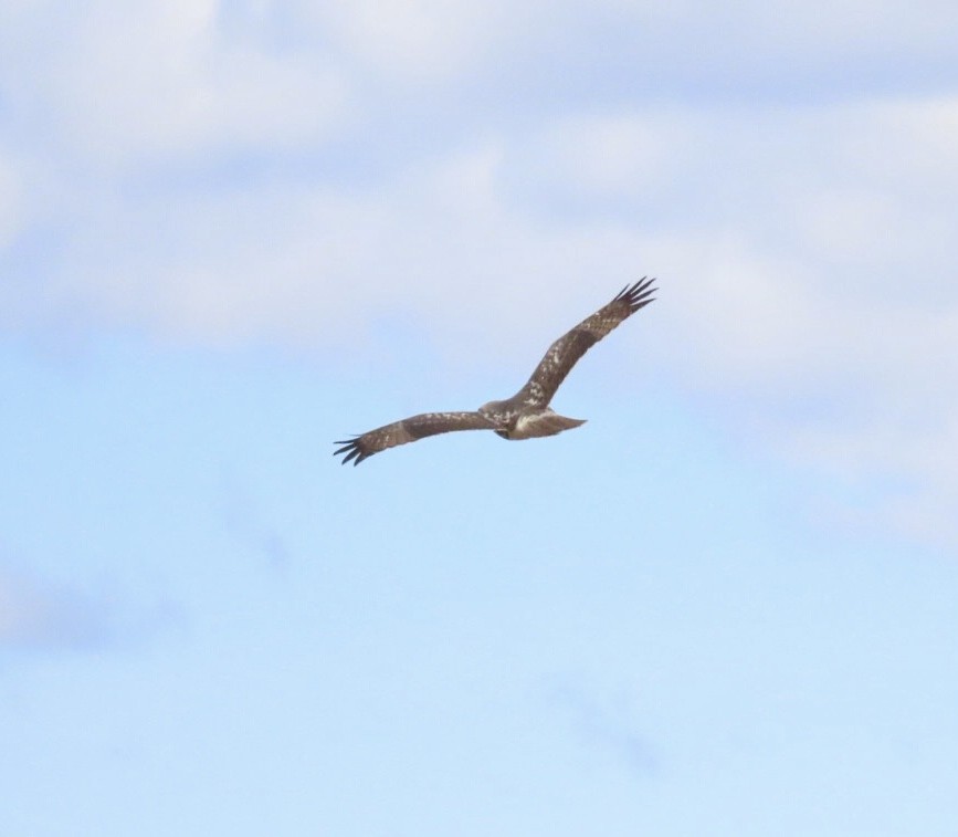 Red-tailed Hawk (borealis) - ML644494999