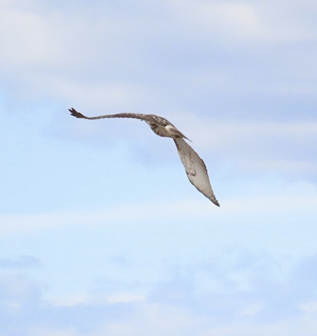 Red-tailed Hawk (borealis) - ML644495000