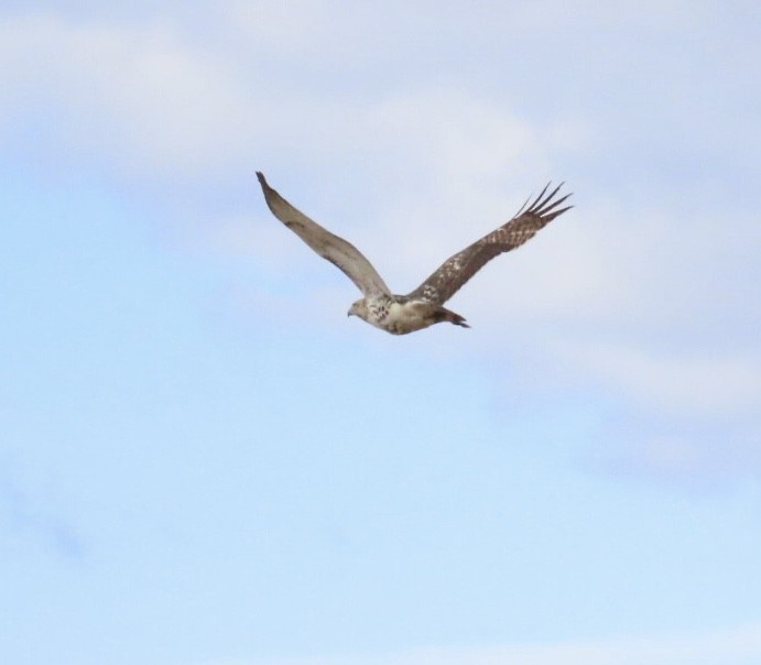 Red-tailed Hawk (borealis) - ML644495001