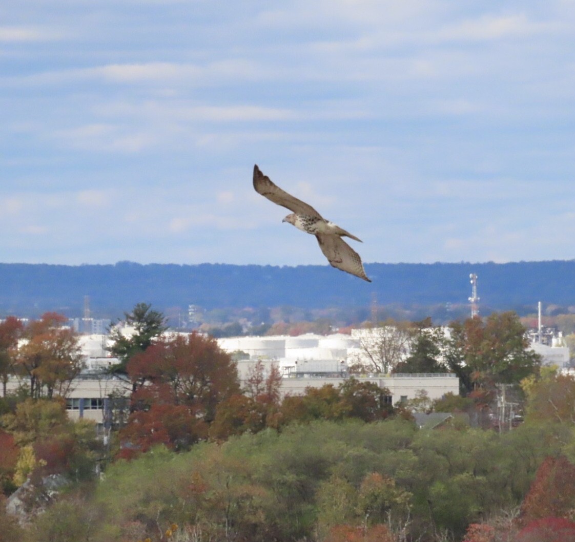 Red-tailed Hawk (borealis) - ML644495002