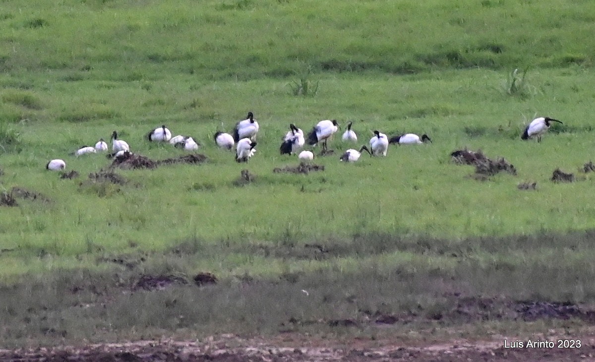 African Sacred Ibis - ML644495003