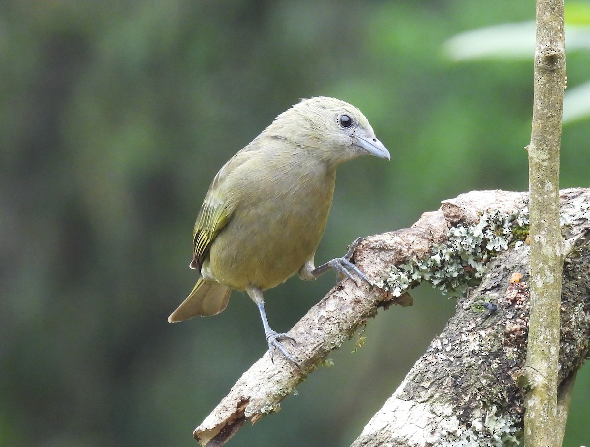 Palm Tanager - ML644495005