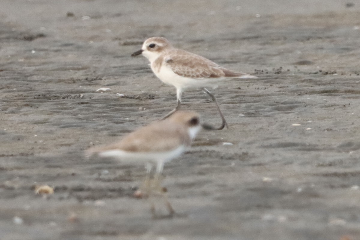 Төвд хиазат - ML644495006