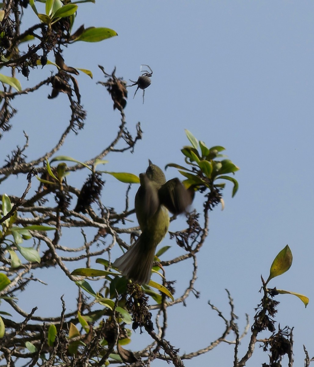 Orange-crowned Warbler - ML644495007