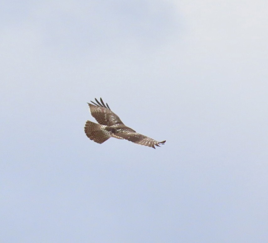 Red-tailed Hawk (borealis) - ML644495008