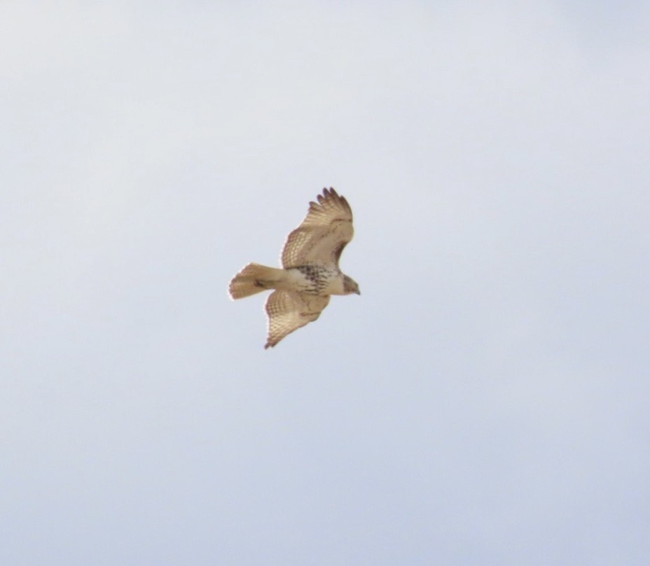 Red-tailed Hawk (borealis) - ML644495009