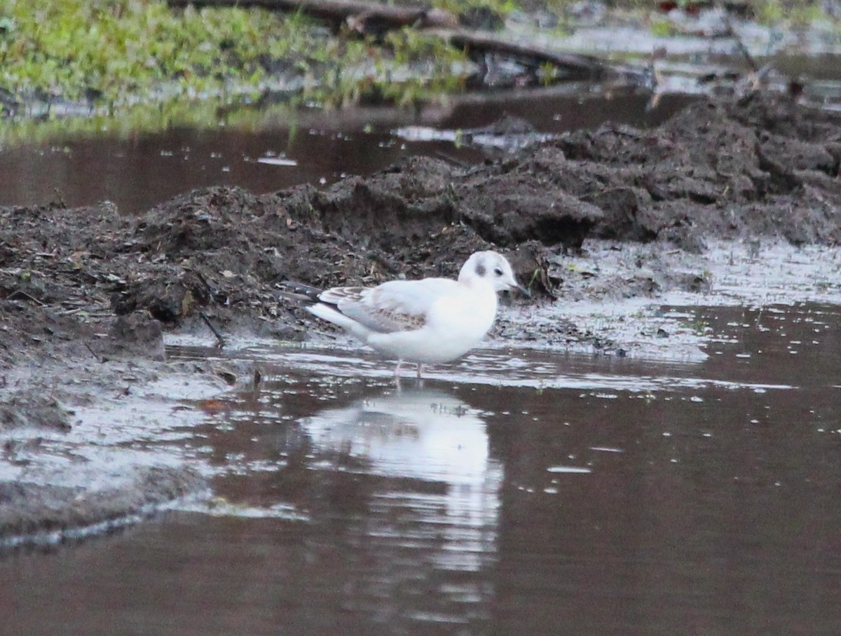Bonaparte's Gull - ML644495010