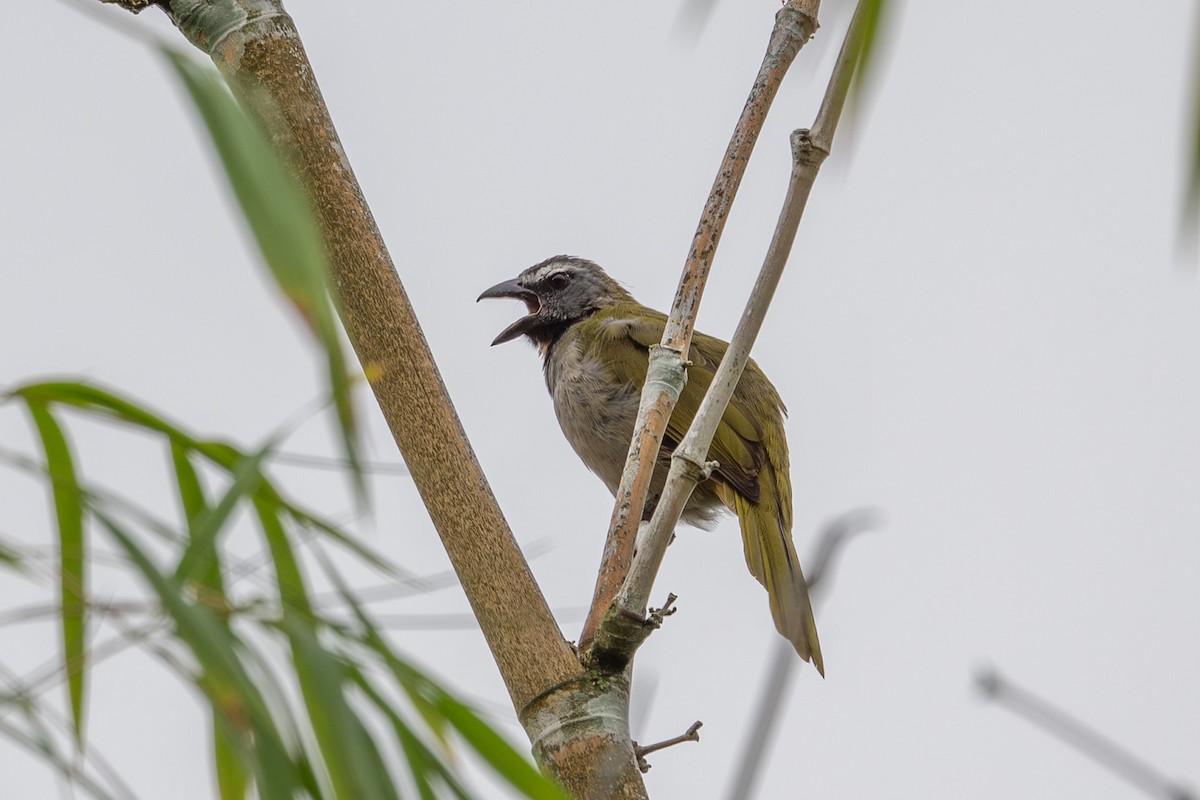 Buff-throated Saltator - ML644495011