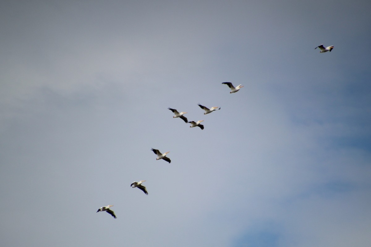 American White Pelican - ML644495012
