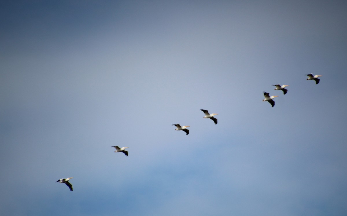 American White Pelican - ML644495013