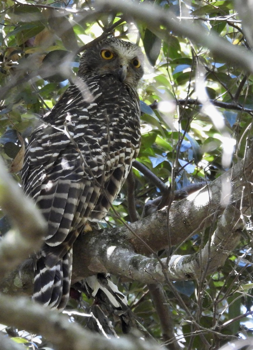 Powerful Owl - ML644495016