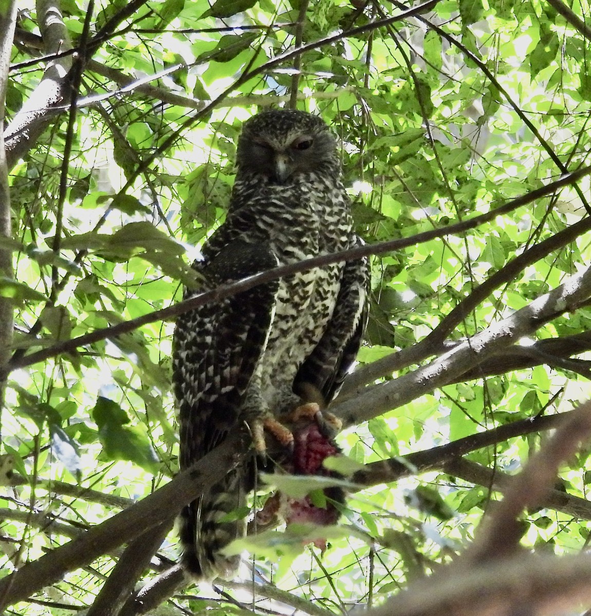 Powerful Owl - ML644495017