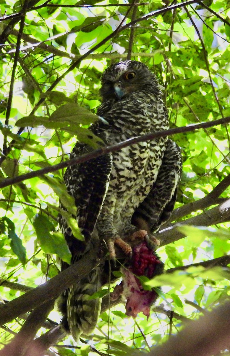 Powerful Owl - ML644495018