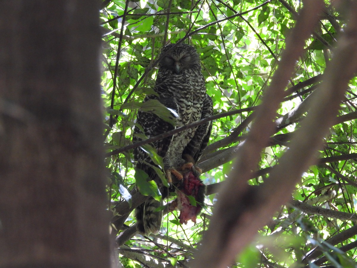 Powerful Owl - ML644495019