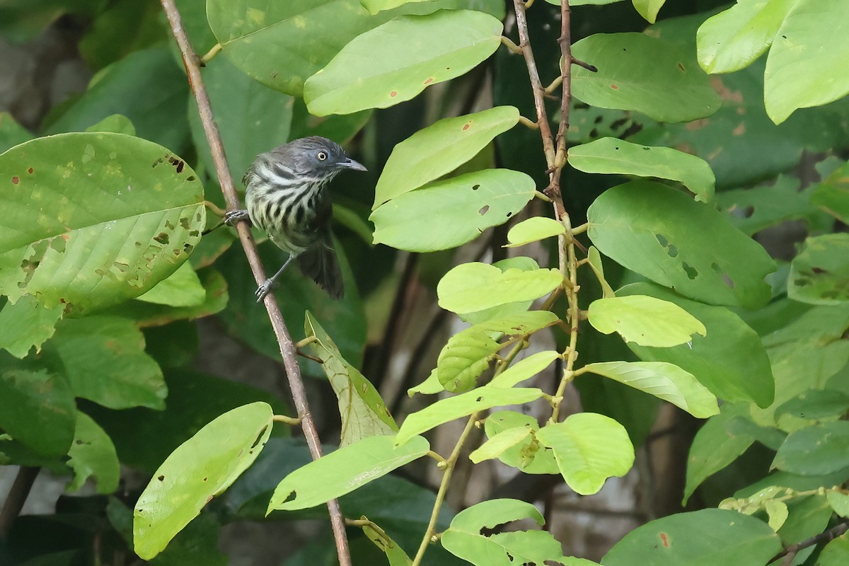 Bold-striped Tit-Babbler (Bold-striped) - ML644495020