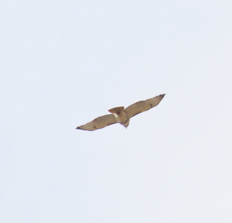 Red-tailed Hawk (borealis) - ML644495021