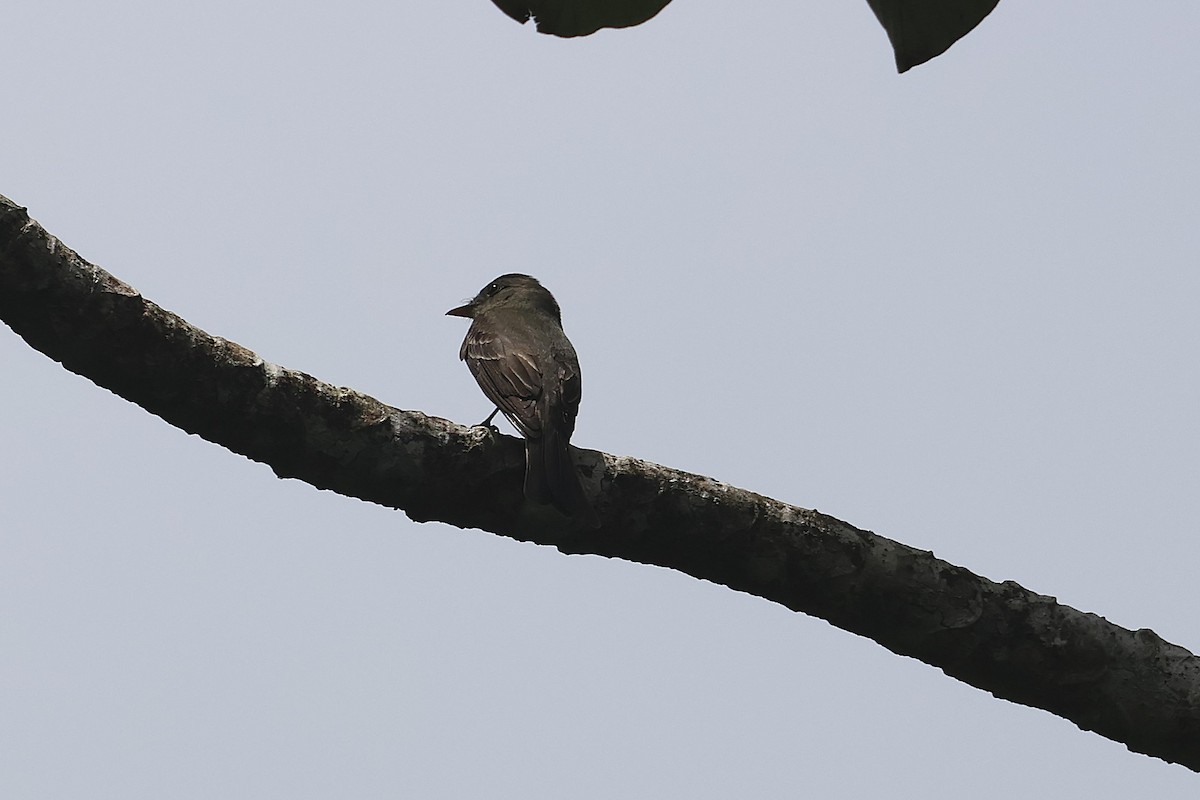 Eastern Wood-Pewee - ML644495023