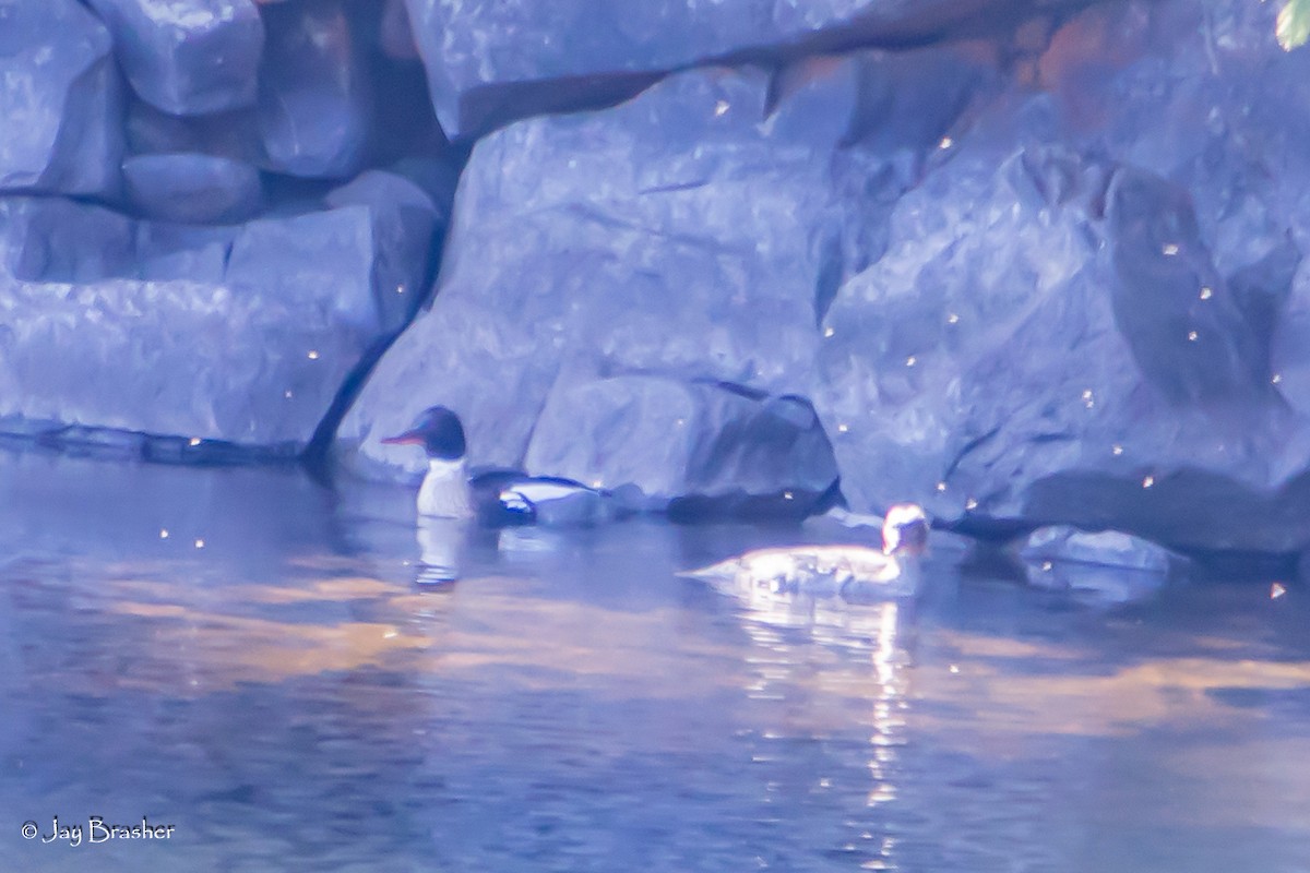 ウミアイサ - ML644495024