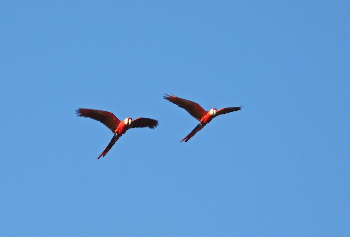 Scarlet Macaw - ML644495025