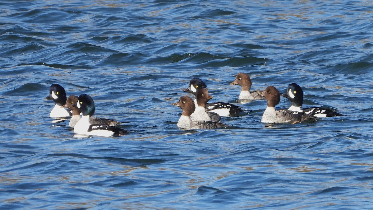 Barrow's Goldeneye - ML644495026