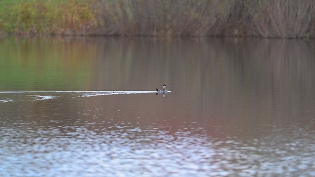 Ruddy Duck - ML644495028