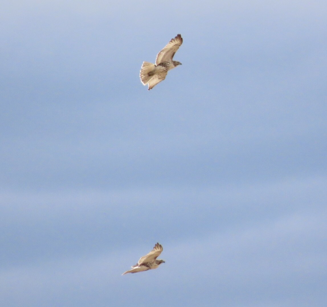 Red-tailed Hawk (borealis) - ML644495029