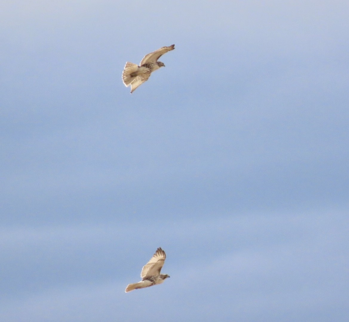 Red-tailed Hawk (borealis) - ML644495030