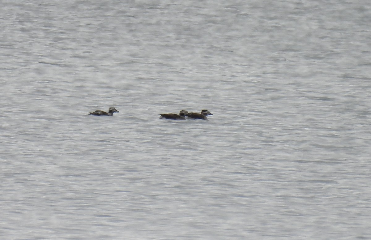 Мөнгөлөг шунгаахай - ML644495031