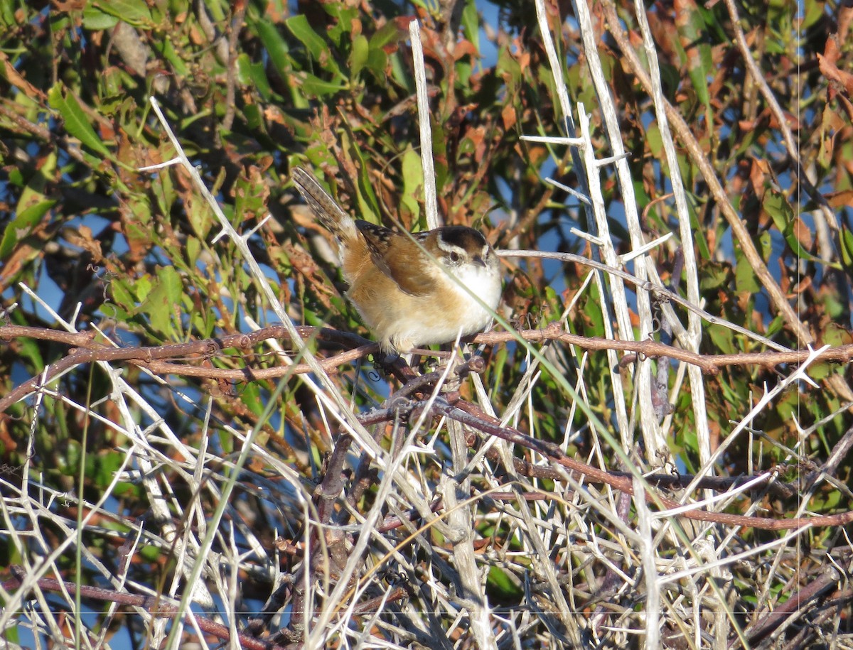 Marsh Wren - ML644495032