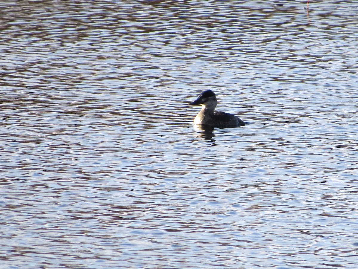 Gobbo della Giamaica - ML644495037