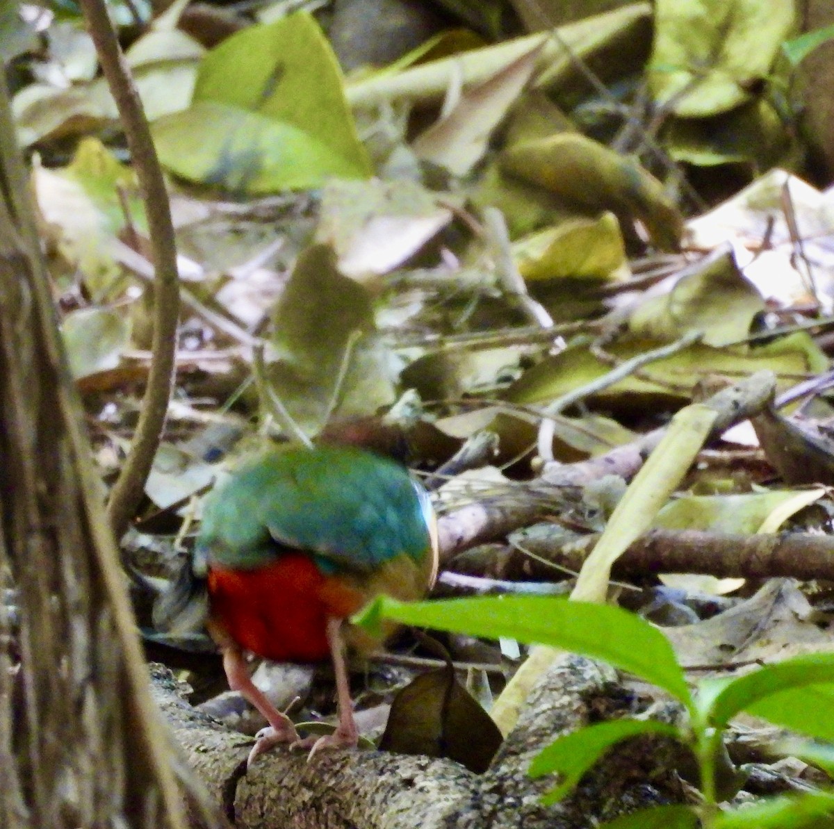 Noisy Pitta - ML644495038