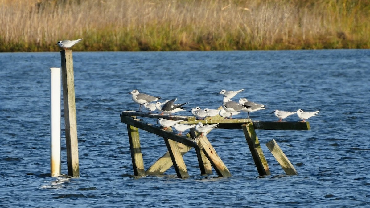 Forster's Tern - ML644495039