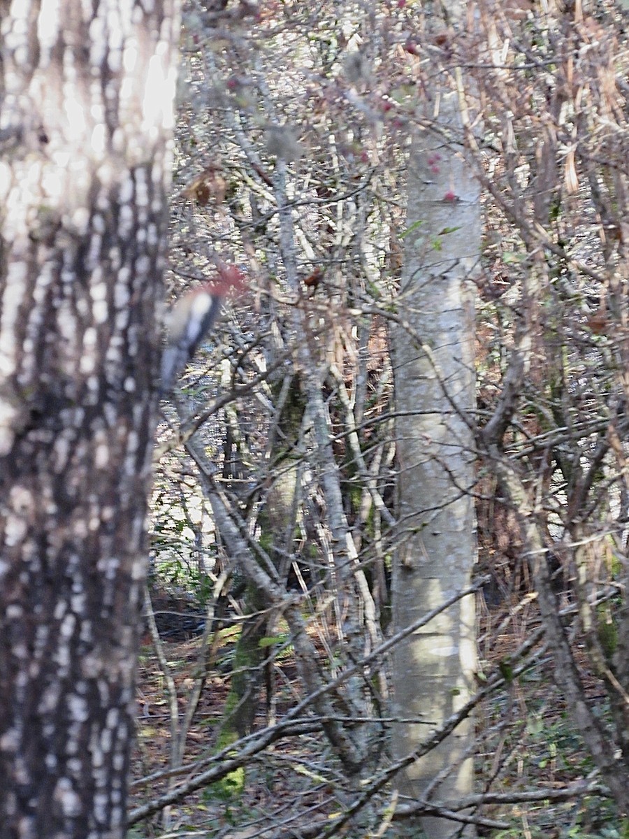 Red-breasted Sapsucker - ML644495044
