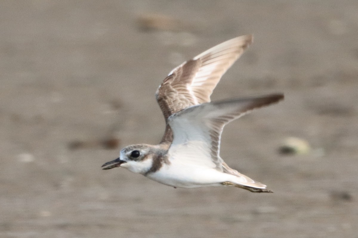 オオメダイチドリ - ML644495045