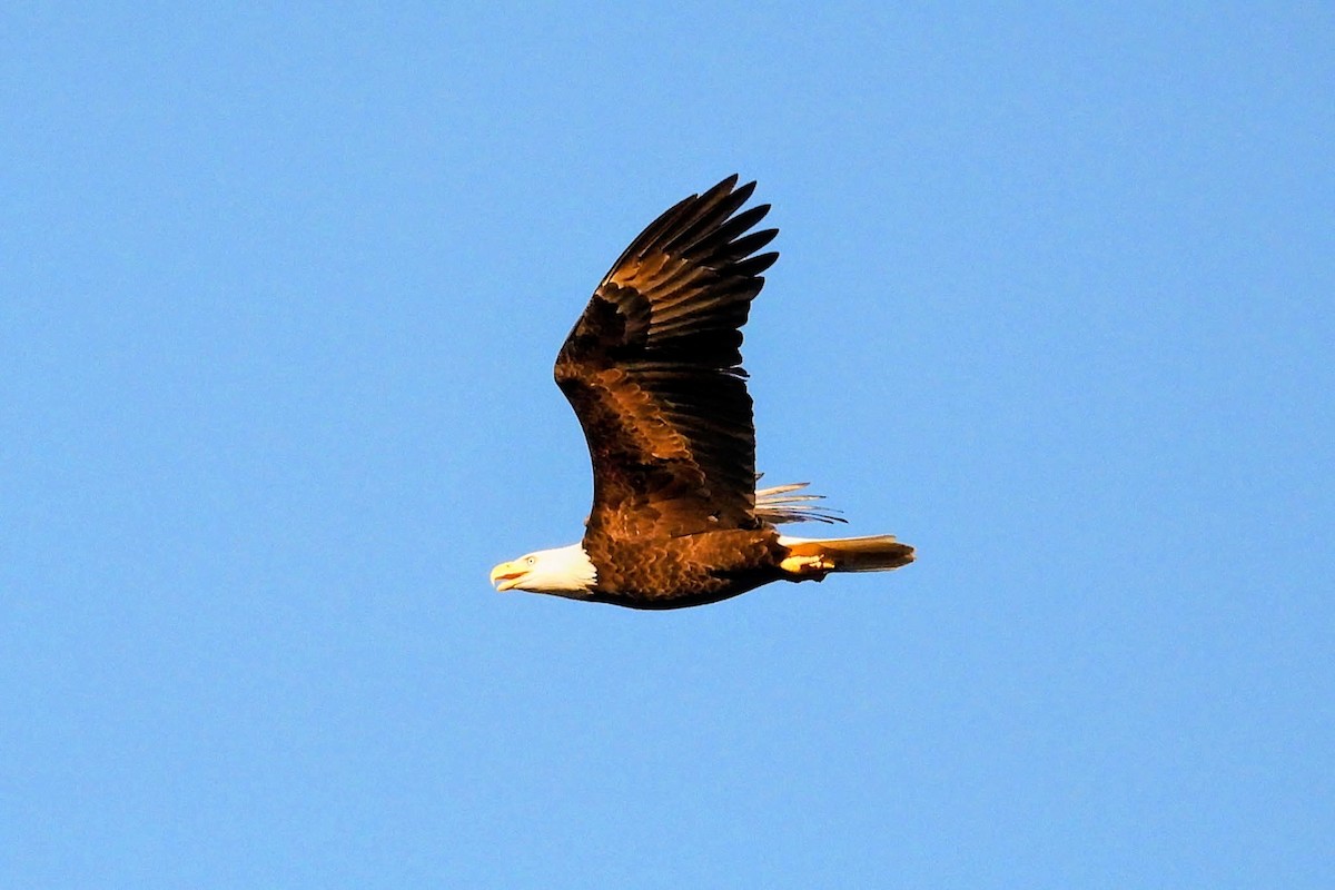 Bald Eagle - ML644495047