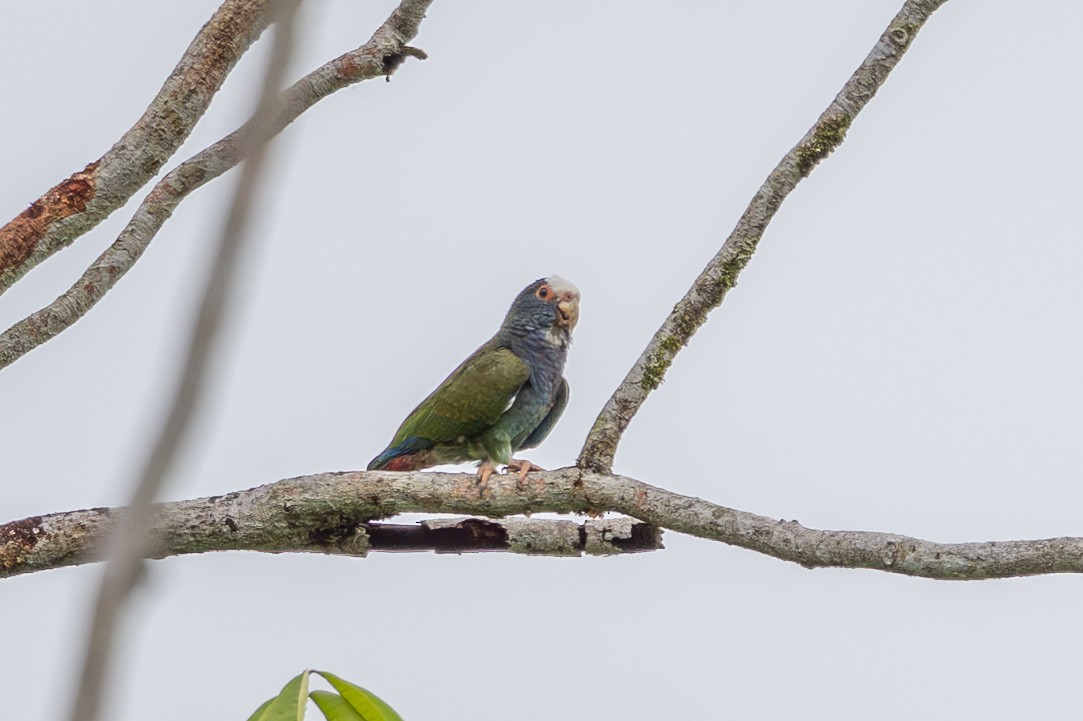 Loro Senil - ML644495048