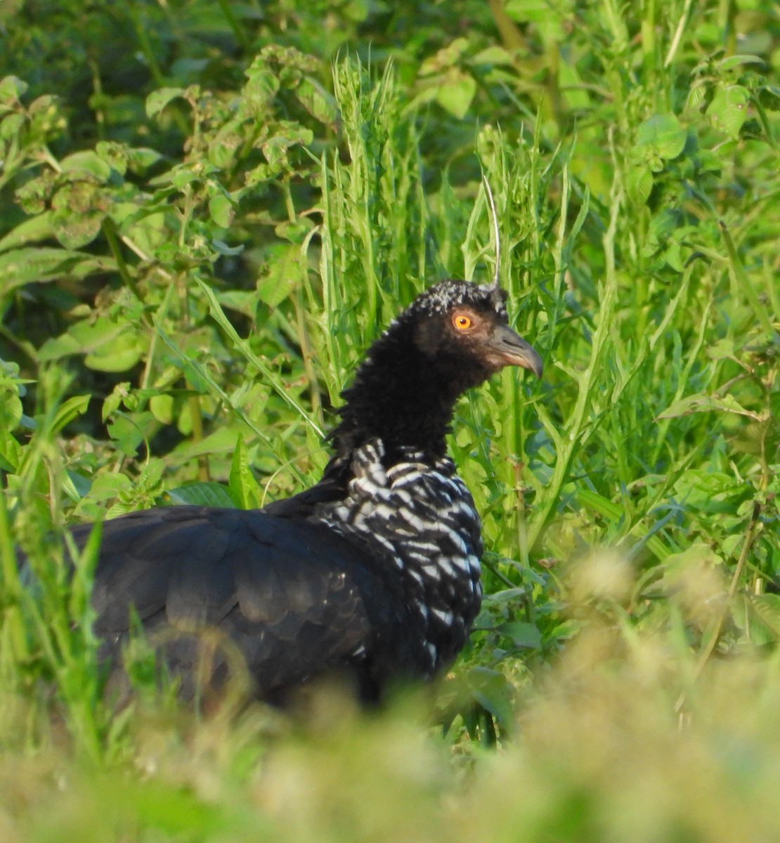 Horned Screamer - ML644495049