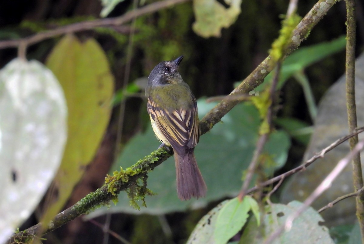 Orejero Coronigrís - ML644495051
