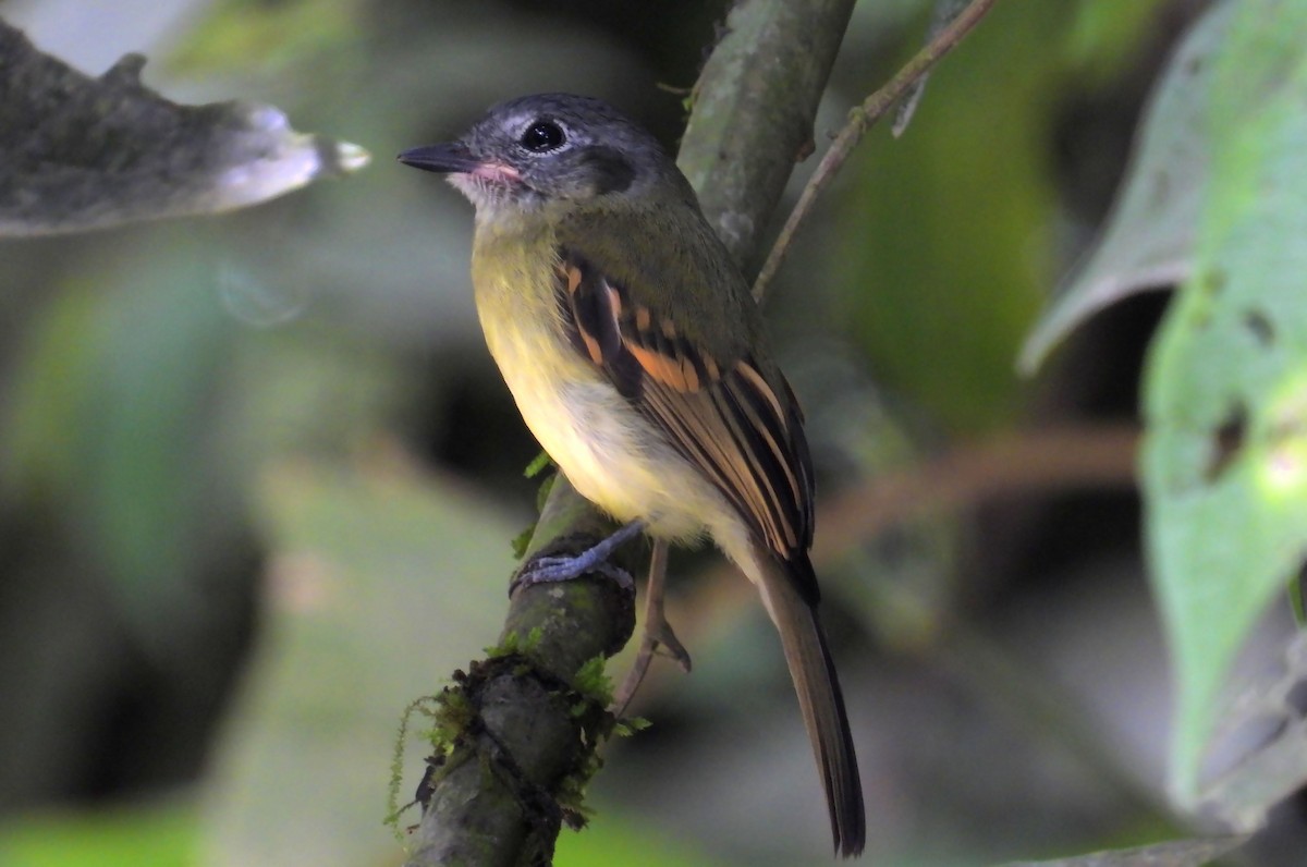Orejero Coronigrís - ML644495052