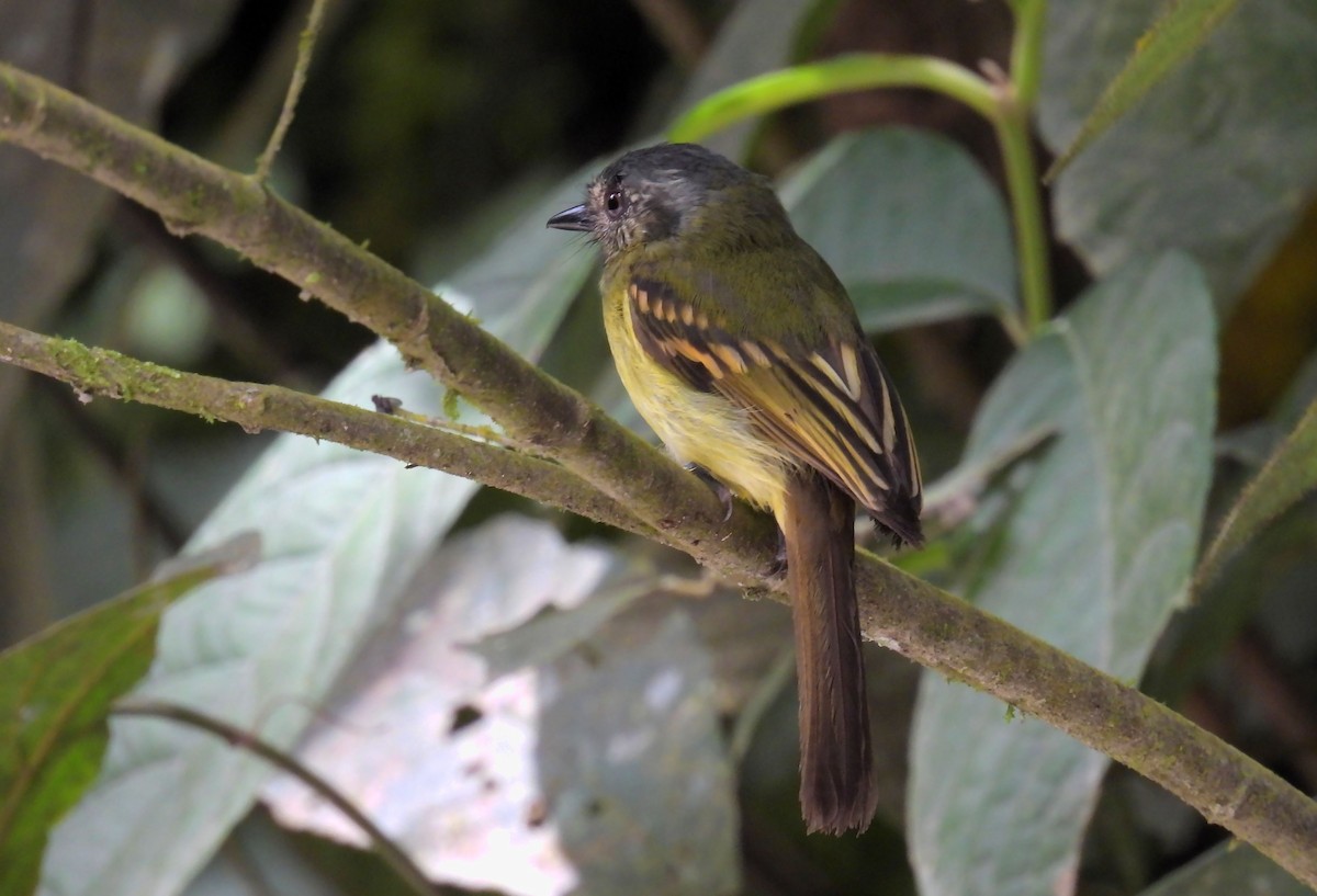 Orejero Coronigrís - ML644495053