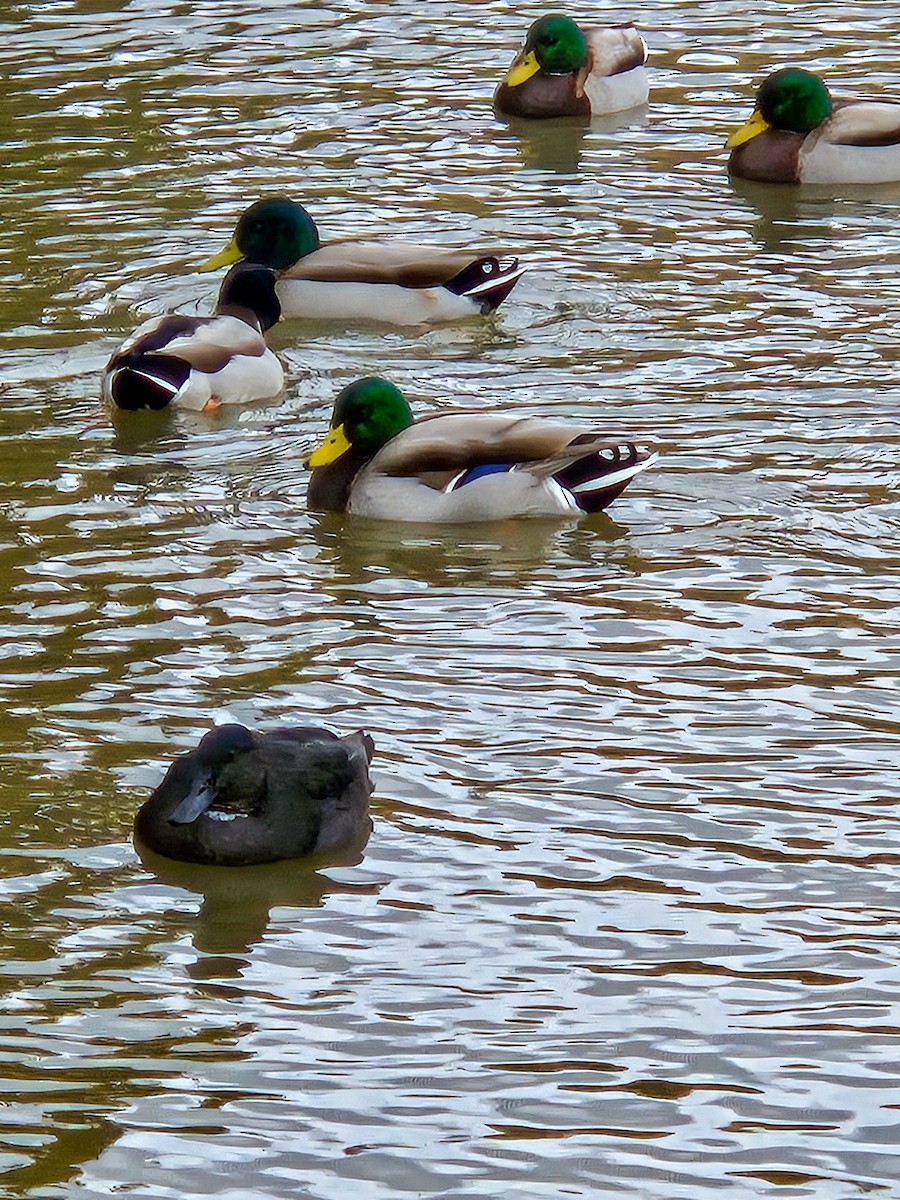 duck sp. - ML644495055