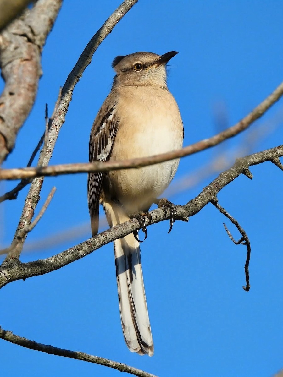 Northern Mockingbird - ML644495056