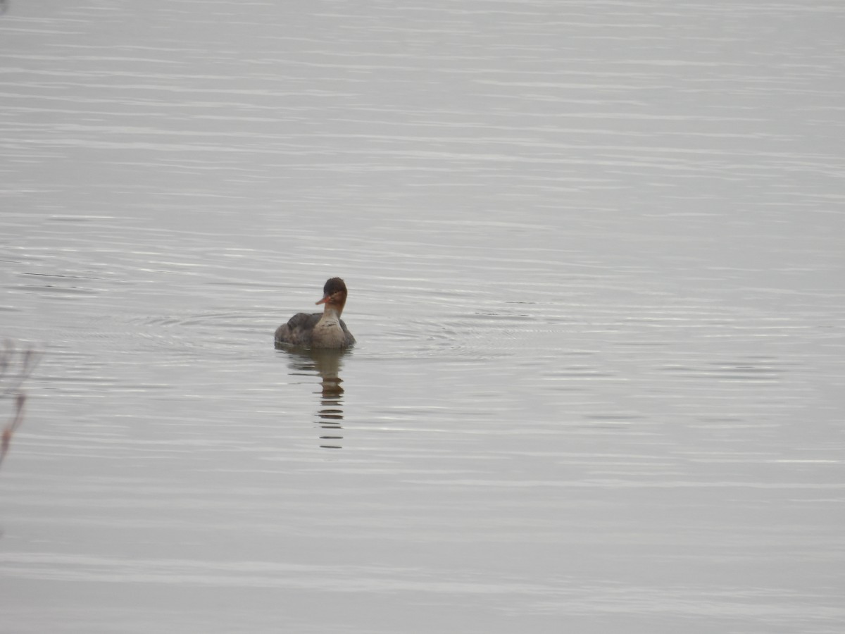 מרגון בינוני - ML644495060